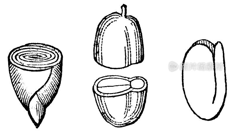 甜灌丛(Calycanthus)和冬芥(Barbarea Vulgaris)胚胎横切面;卷曲和偎依的子叶- 19世纪